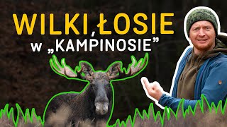 Powrót wilka i łosia do Puszczy Kampinoskiej 🌲 o Lesie odc 53 [upl. by Alison]