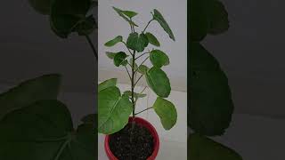 Polyscias Scutellaria  Plum Aralia growing tips [upl. by Antipus]