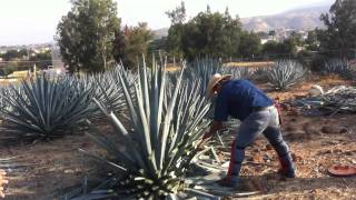 Demonstration of Harvesting an Agave Plant at Sauza [upl. by Whang]