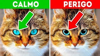 12 Sinais de que o Seu Animal de Estimação está Pedindo Ajuda [upl. by Orton]