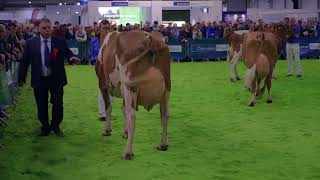 Ayrshire Cow Class 2022 Royal Winter Fair [upl. by Ahsatniuq962]