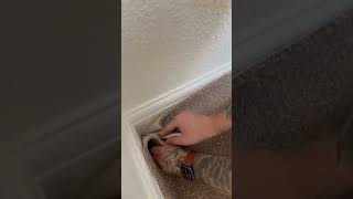 How to Cut a Carpet Without Fraying It Easy DIY Carpet Cutting  interiodesigning homedecor [upl. by Enirak757]