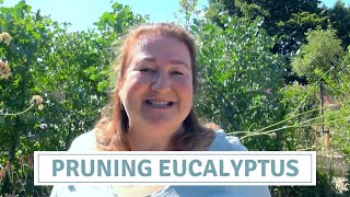 How To Prune Eucalyptus [upl. by Ramso58]