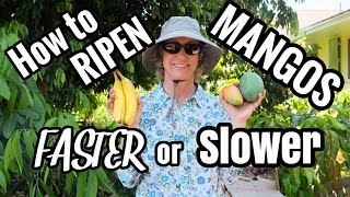 HOW TO Ripen Mangos Speed it Up or Slow it Down [upl. by Adnicaj]