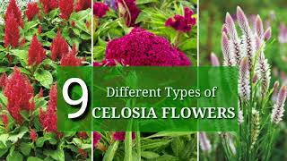 Different Types of Celosia Flowers [upl. by Karl]