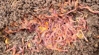 How To Start a Wormery  a full guide perfect compost in 3 months [upl. by Ayak]