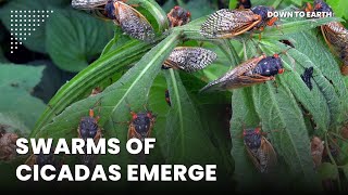 The emergence of cicadas in 2024 will rewire ecosystems [upl. by Ancell431]