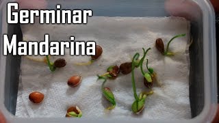 Como Germinar semillas de Mandarina  México Verde [upl. by Lebasi711]