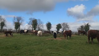 Sunshine on a rainy day Its been tough but well keep at it outwintering cattle in Ireland [upl. by Vergne]