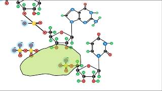 Bioquímica  Ácidos Nucleicos  El enlace fosfodiéster [upl. by Zetrok]