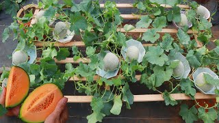 Easy  Experiment with growing Cantaloupe  Cantaloupe on the terrace yields unexpected [upl. by Treva]