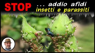 STOP addio afidi insetti e parassiti [upl. by Schoenburg565]