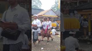 KARYA NGUSABA PURA PASAR AGUNG SEBUDI KARANGASEM 16 12 2024🙏🏻🙏🏻🙏🏻 [upl. by Yentihw145]