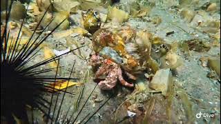 Snorkelling at Barra Beach Mozambique [upl. by Esbenshade]