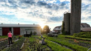 15 Weeding Dry Storing Peonies Perennial Garden Tour  My Flower Farm [upl. by Sile]