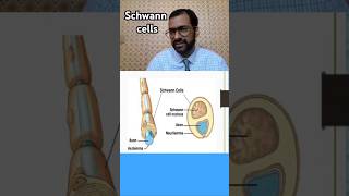 Schwann cells nursingcompetition biology nervoussystem [upl. by Ollie]