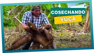 La mejor cosecha de yucas con don valentin [upl. by Gmur]