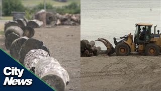 Some logs return to Vancouver beaches after public outcry [upl. by Niabi]