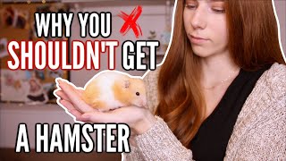 why you SHOULDNT get a hamster [upl. by Mylo414]