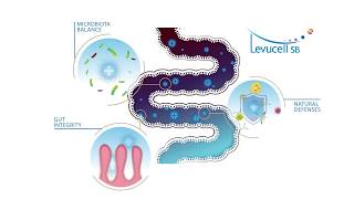 Mode of action of LEVUCELL SB in the intestinal tract [upl. by Ahsitan]