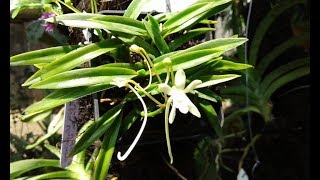 Vanda falcata Neofinetia falcata  dendrobium tannii amp anggrek vanda hybrid [upl. by Salvay571]