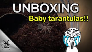 Tarantula sling unboxing 1 My first ever unboxing  L difficilis A geniculata B albopilosum [upl. by Ahsakat]