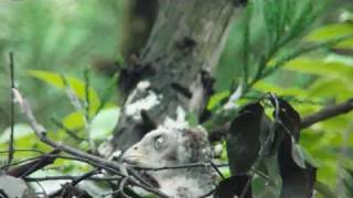 オオタカ雛vsスズメバチ  Vespidae vs Northern Goshawk baby bird [upl. by Mascia580]