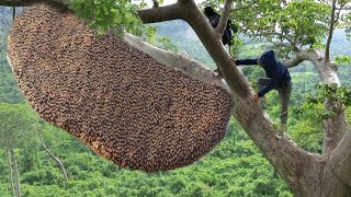 How I harvested wild honey from this scary tall tree [upl. by Anerac]