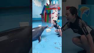 Dolphin lover 💝 💞🤗ll 💙 WhatsApp status video 📸 youtubeshorts shorts short shortvideo [upl. by Phebe]