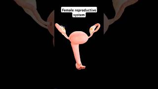 Female reproductive system science anatomy genitalia biology [upl. by Suoirrad]