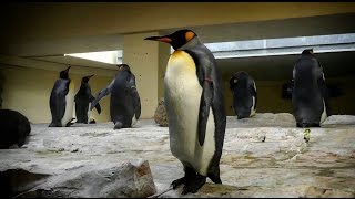 Königspinguin Aptenodytes patagonicus  King penguin [upl. by Araas]