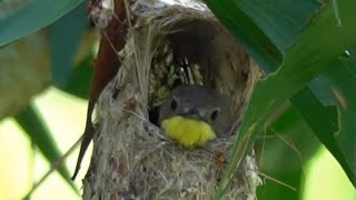 Nesting GOLDENBELLIED GERYGONE Singapore [upl. by Allenad]