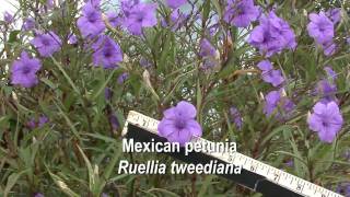 Mexican petunia Ruellia brittoniana [upl. by Violette]