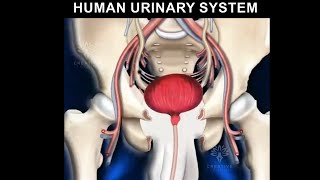 Human Urinary System animation video 3d  Formation of urine [upl. by Pelletier285]