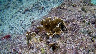 Great snorkeling from shore  Occidental Xcaret Mexico [upl. by Ryder]