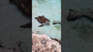 Hawksbill turtle swimming at Atlantis Bahamas [upl. by Peskoff]