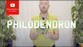 All you need to know about Philodendron scandens hederaceum Heart Leaf [upl. by Engedi]