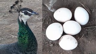 جمع بيض الطاووس الأنثى بالمزرعة  Peahen Eggs Collecting [upl. by Llecrep]