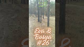 Eva amp Bosya 26 puppy doglife dog nature walkthrough [upl. by Yawnoc]