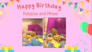 Happy 1st birthday Kalypso and Rhea 🥳🎉🎊🎂🎁🎈 [upl. by Arreyt968]