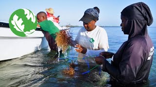 Sustainable Seaweed Farming in Zanzibar [upl. by Teage]