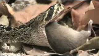 Snake Beauty 08  Diamondback Rattlesnake 01 [upl. by Daveta255]