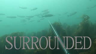 SURROUNDED BY HUGE SHOALS OF BASS UK ┃SPEARFISHING THE COAST OF NORTH WALES [upl. by Chet]