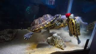 Live feeding red eared slider turtle eat mice [upl. by Susejedairam]