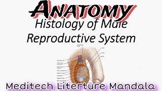 Male Reproductive system histology Anatomy lecture mbbs h [upl. by Aiouqahs]