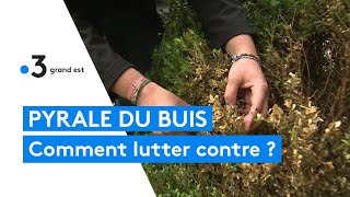 Comment lutter contre la pyrale du buis [upl. by Jillene397]