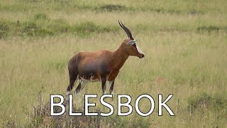 SOUTH AFRICA blesbok Mountain Zebra national park [upl. by Daffie]