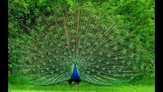 Beautiful Peacock Dance with natural sound  Pets Planet [upl. by Marven316]