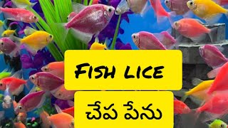 Fish lice  చేప పేను  Aquarium Fish Lice  అక్వేరియం చేప పేను fish fishlice aquarium [upl. by Noland167]