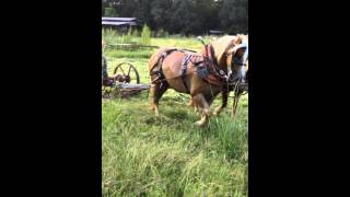 horse drawn sickle mower [upl. by Thurlough]